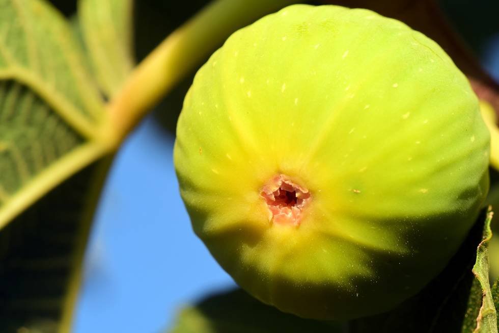Fig_green.jpg